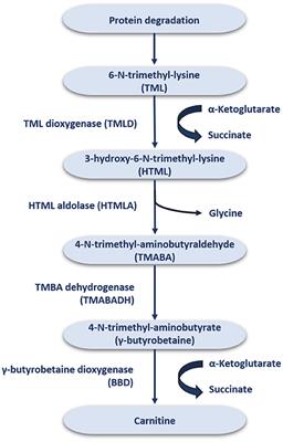 Frontiers Role of Carnitine in Non alcoholic Fatty Liver Disease